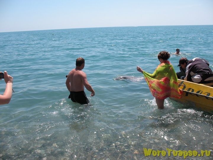 Дельфины на пляже Туапсе подплывают близко
